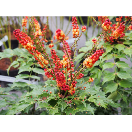 Mahonia nitens 'Cabaret' ®