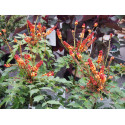 Mahonia nitens 'Cabaret' ®