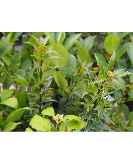 Ilex aquifolium 'Myrtifolia'- houx à feuilles de myrte,