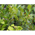 Ilex aquifolium 'Myrtifolia'- houx à feuilles de myrte,