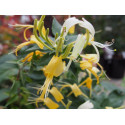 Lonicera similis var. delavayi -chèvrefeuille grimpant