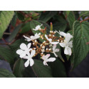 Viburnum plicatum 'Pink Beauty' - Viorne du japon, viorne à plateaux