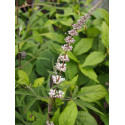 Vitex agnus-castus 'Alba' - gattiliers, poivres de moine,