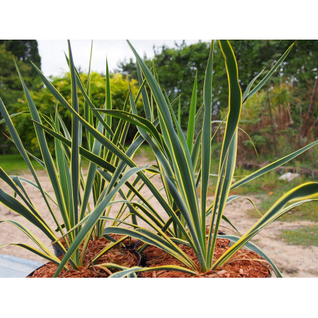 Yucca filamentosa 'Bright Edge'