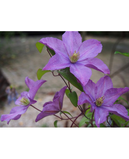 Clematis viticella 'Mikelite' - Clematite