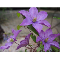 Clematis viticella 'Mikelite' - Clematite