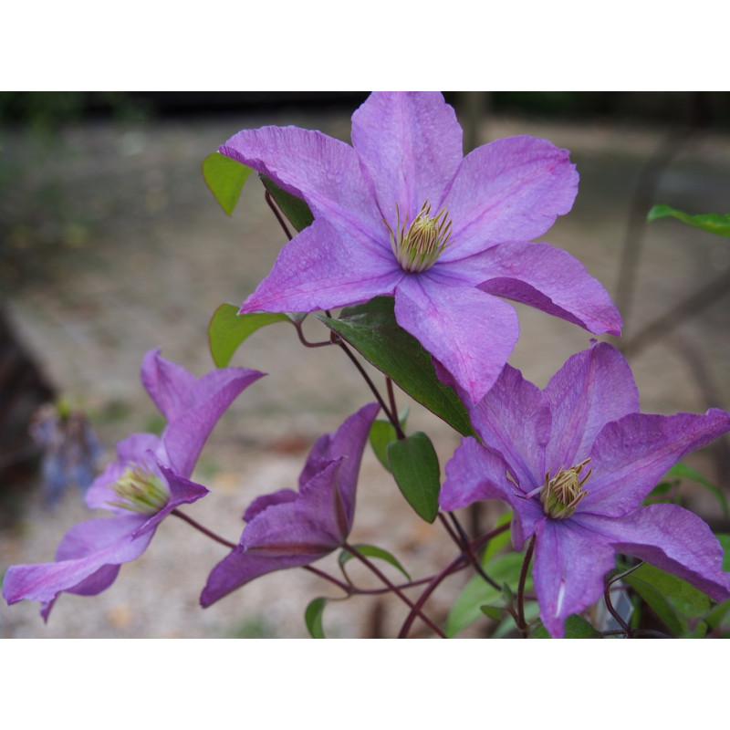 Clematis viticella Mikelite - Clematite