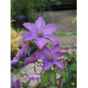 Clematis viticella 'Mikelite' - Clematite