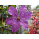 Clematis viticella 'Mikelite' - Clematite