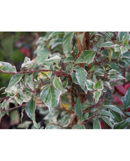 Hedera helix 'Little Diamond'