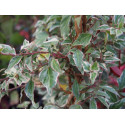 Hedera helix 'Little Diamond'