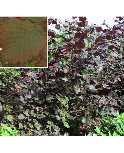 Corylus maxima 'Purpurea' - noisetiers pourpres, coudriers,