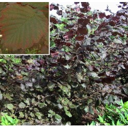 Corylus maxima 'Purpurea' - noisetiers pourpres, coudriers,