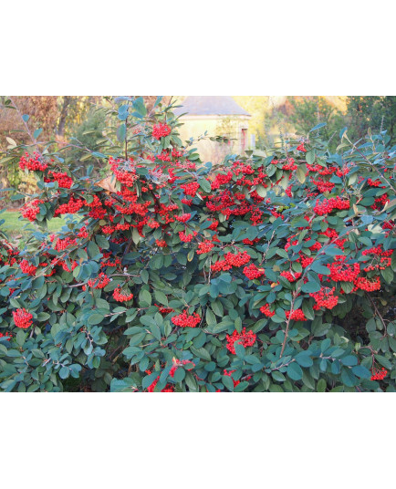 Cotoneaster lacteus - cotonéasters,