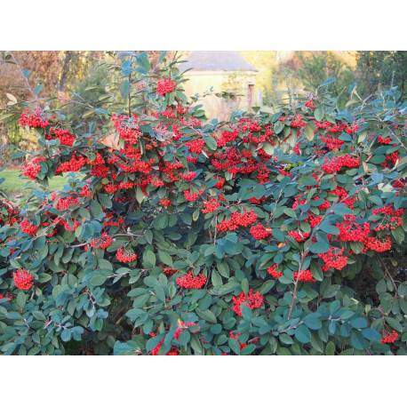 Cotoneaster lacteus - cotonéasters,