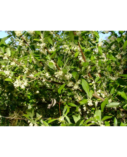 Elaeagnus umbellata