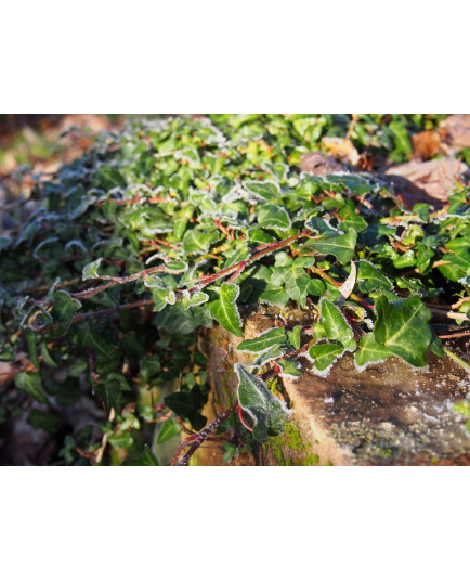 Hedera helix 'Duckfoot'