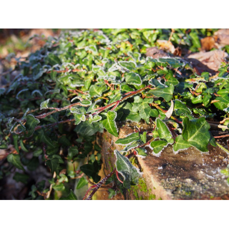 Hedera helix 'Duckfoot'