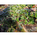 Hedera helix 'Duckfoot'