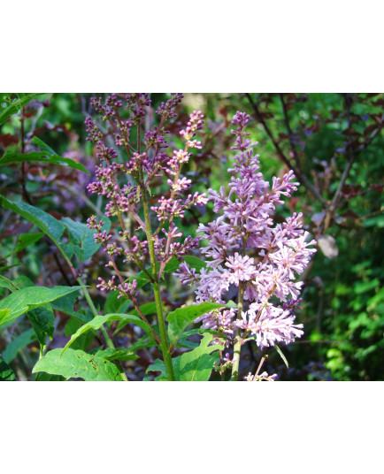 Syringa x prestoniae 'Minuet'