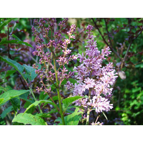 Syringa x prestoniae 'Minuet'