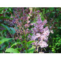 Syringa x prestoniae 'Minuet'