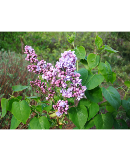 Syringa x 'Paul Deschanel'