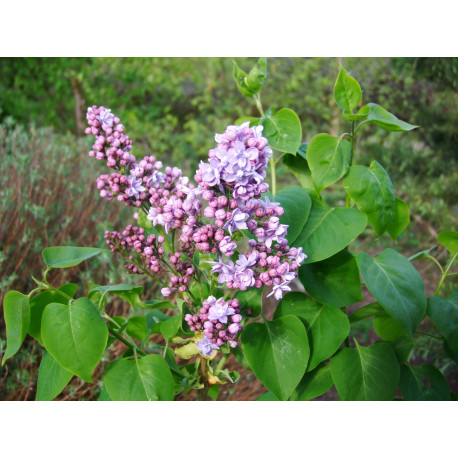 Syringa x 'Paul Deschanel'