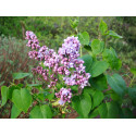 Syringa x 'Paul Deschanel'