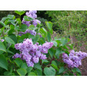 Syringa x 'Paul Deschanel'