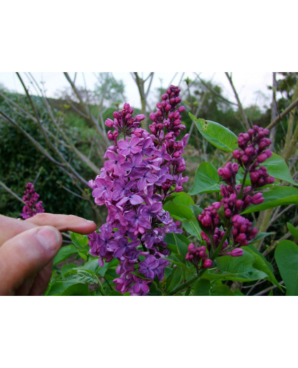 Syringa x 'GJ Baardse