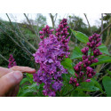 Syringa x 'GJ Baardse