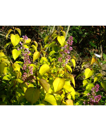 Syringa vulgaris 'Aurea'