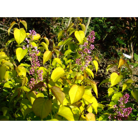 Syringa vulgaris 'Aurea'