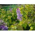 Syringa vulgaris 'Aurea'