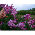 Syringa vulgaris 'General Pershing' - lilas