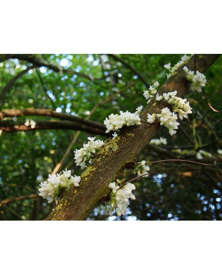 Cercis siliquastrum 'Alba'