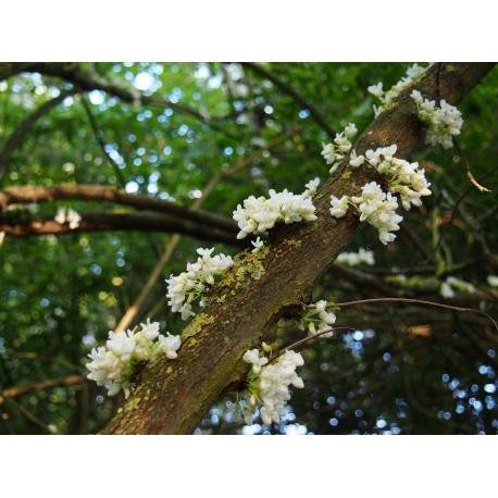 Cercis siliquastrum 'Alba'