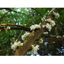 Cercis siliquastrum 'Alba'
