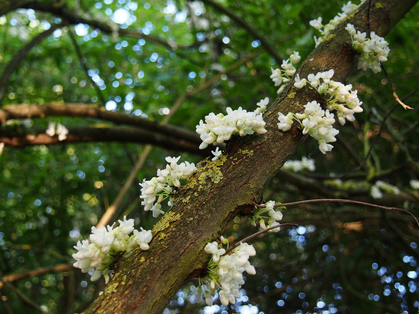 Cercis Siliquastrum Alba Arbre De Judee