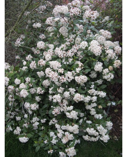 Viburnum tinus 'Spirit'