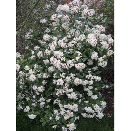 Viburnum tinus 'Spirit'