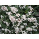 Viburnum tinus 'Spirit'