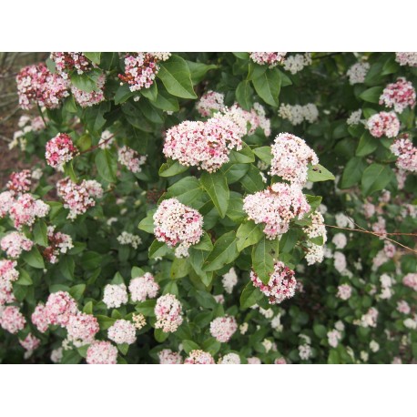 Viburnum tinus 'Lisa Rose' ®