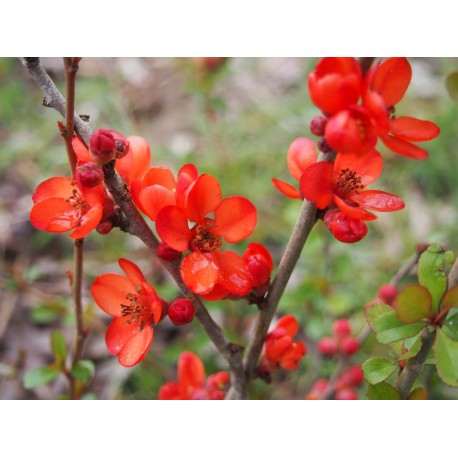 Chaenomeles japonica 'Sargentii' - Cognassier du japon