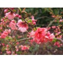 Chaenomeles speciosa 'Falconnet Charlet' - cognassier