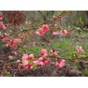 Chaenomeles speciosa 'Falconnet Charlet' - cognassier