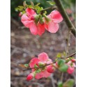 Chaenomeles superba x 'Stanford Red' - Cognassier fleur