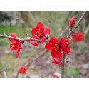 Chaenomeles superba x 'Etna' - cognassier fleurs