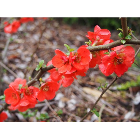 Chaenomeles superba x 'Orange Star' - Cognassier à fleurs